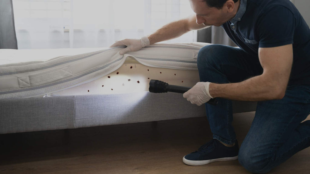 Man inspecting a mattress for bed bugs