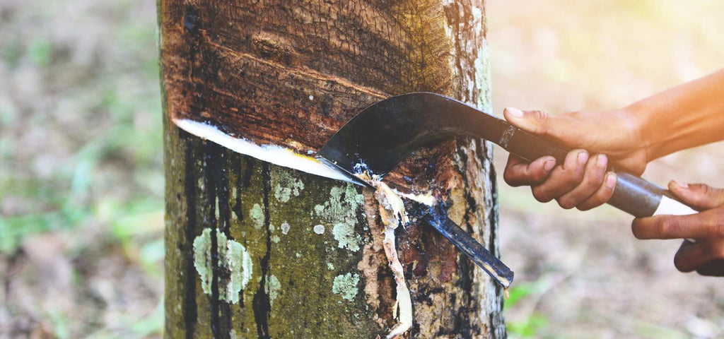 Man making initial cut into the latex tree to tap the sap