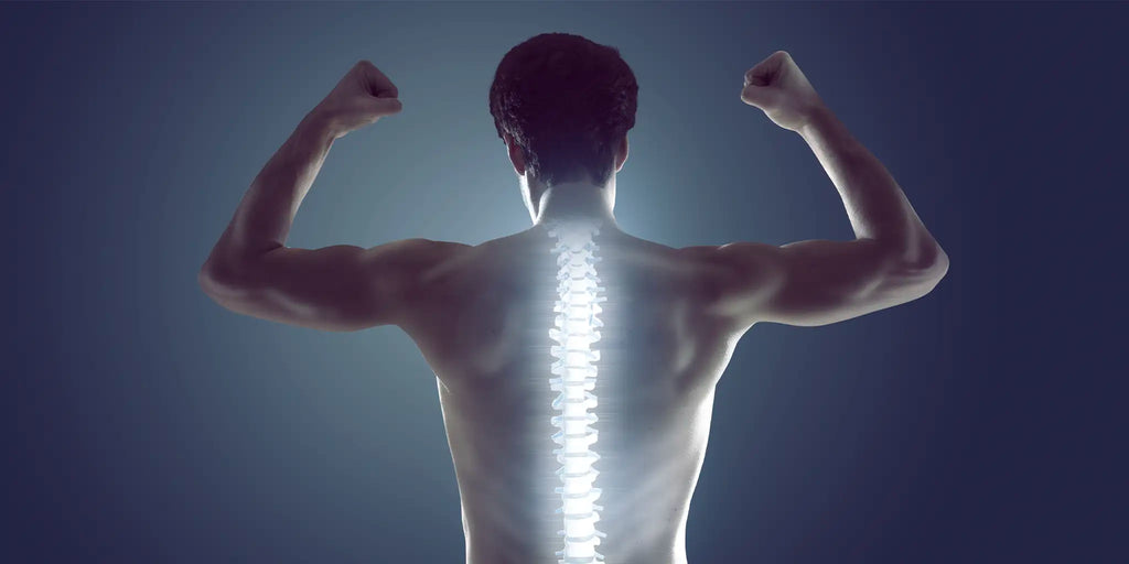 Straight spine highlighted for proper posture support
