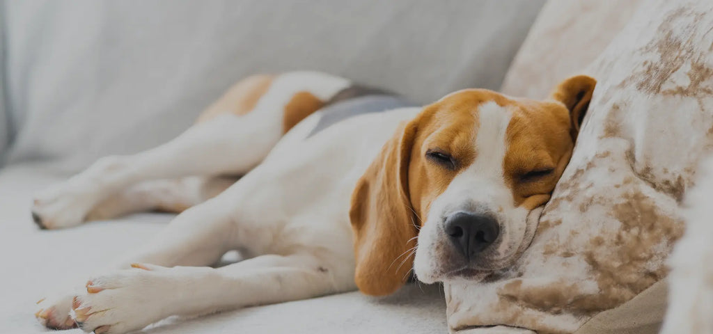 How Much Sleep Do Dogs Need?