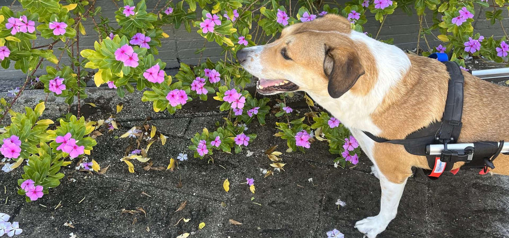 Rio the dog smelling the flowers