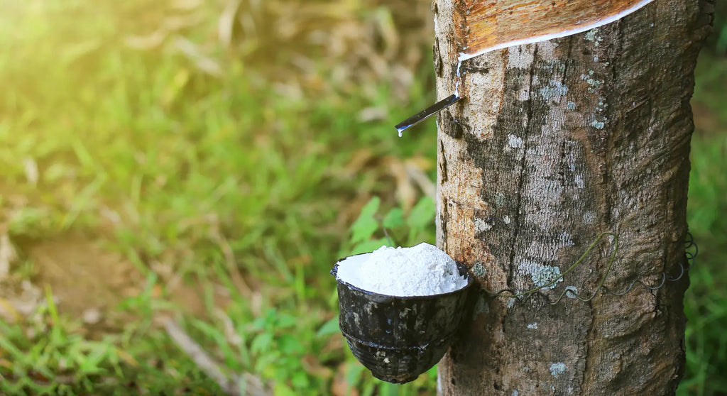 Harvesting organic havea milk directly from the tree