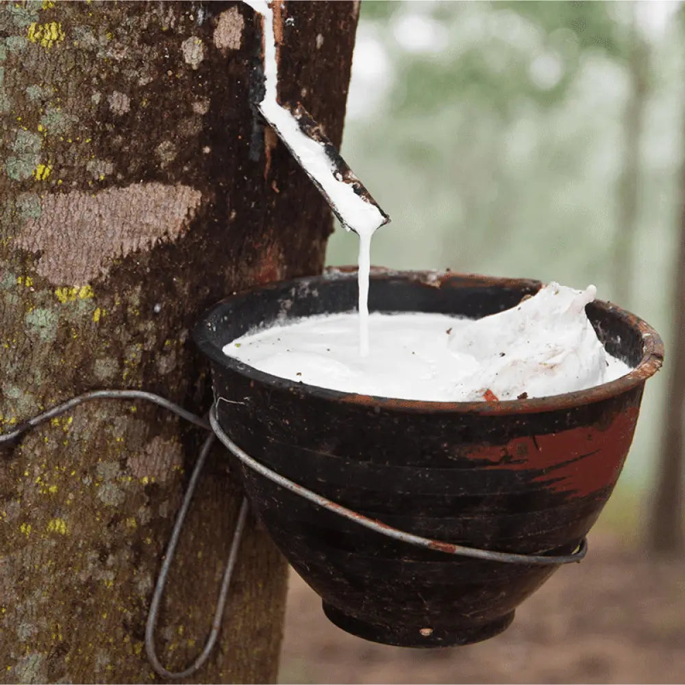Havea milk being harvested from a tree