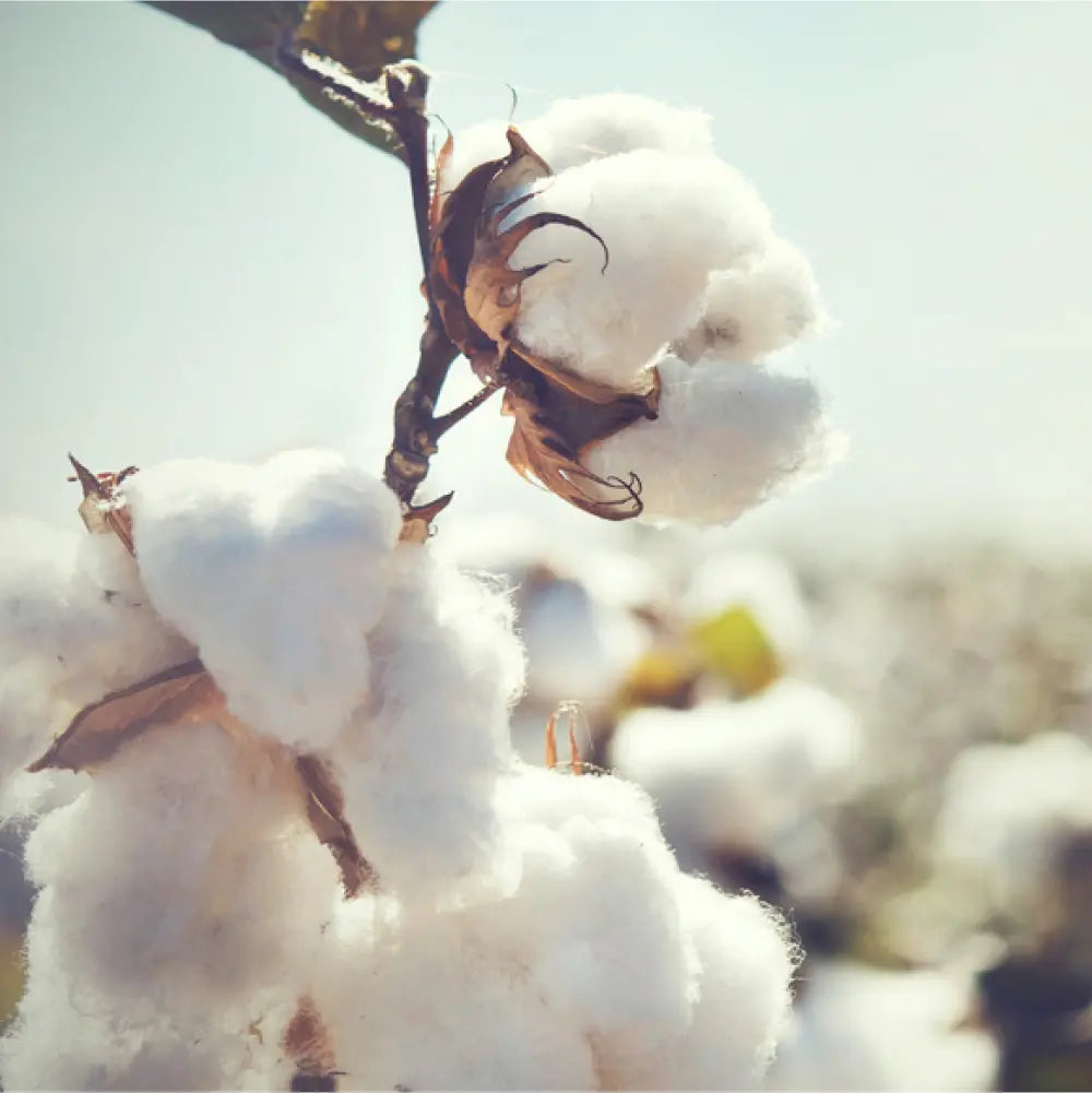 Organic cotton bush
