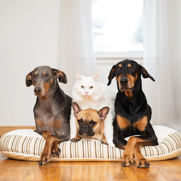Organic latex dog online bed
