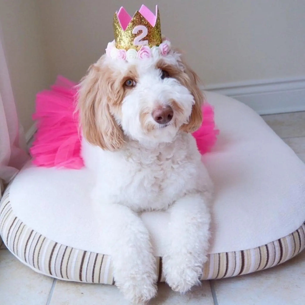 Goldendoodle wearing a birthday crown and pink tutu sitting on her kingston organic dog bed