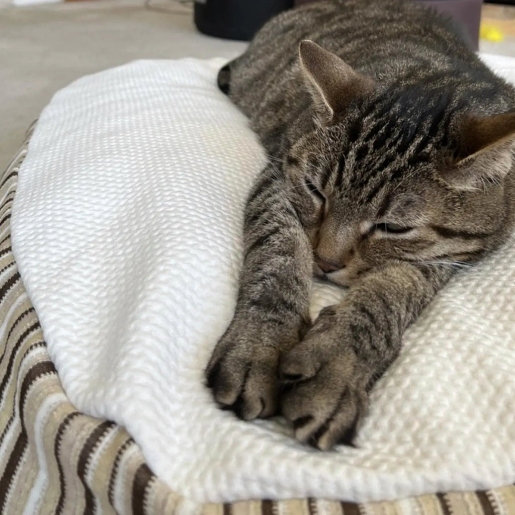 Cat stretching on her kingston pet bed